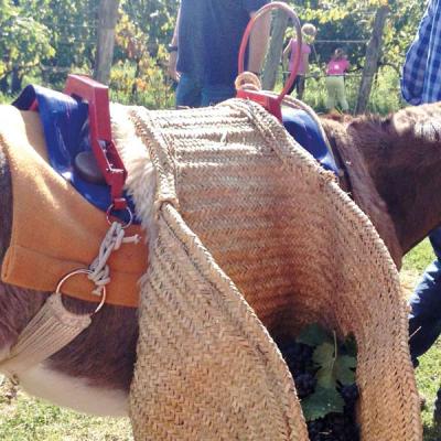 Roma: Mitarbeiten bei der Weinlese wie zur Römerzeit mit Eseln