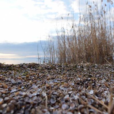 Millionen von Muscheln am Gardasee